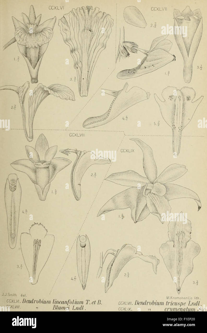 An illustration from 'Die Orchideen von Java' (1905), a botanical work ...