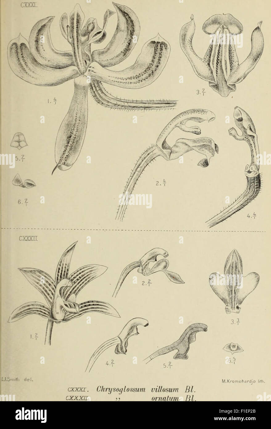 *Die Orchideen von Java* (1905) explores the orchid species native to ...