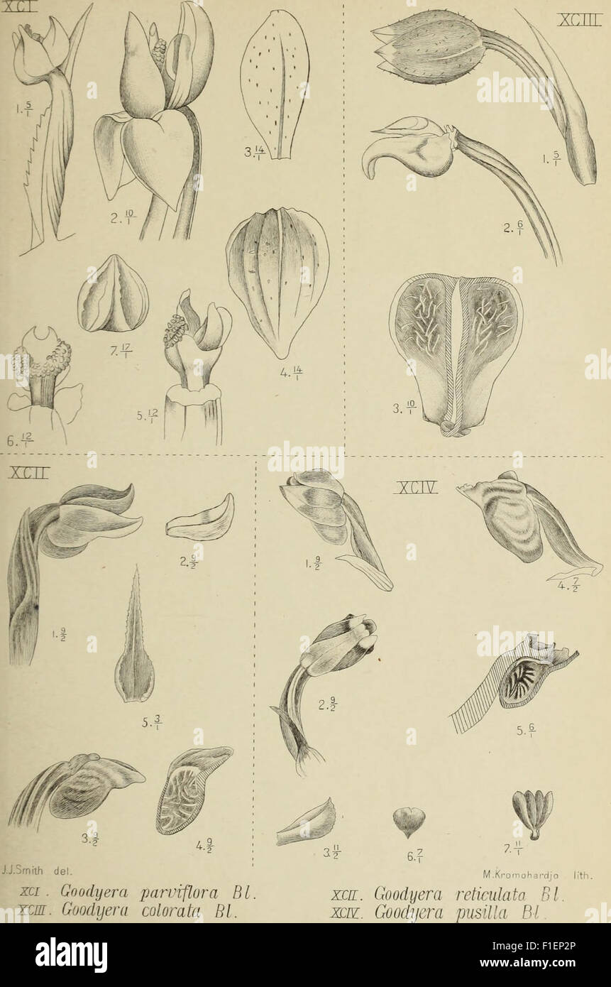 A vintage illustration from Die Orchideen von Java, detailing various ...