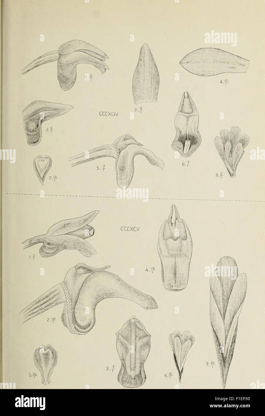 *Die Orchideen von Java* (1905) is a botanical work that explores the ...