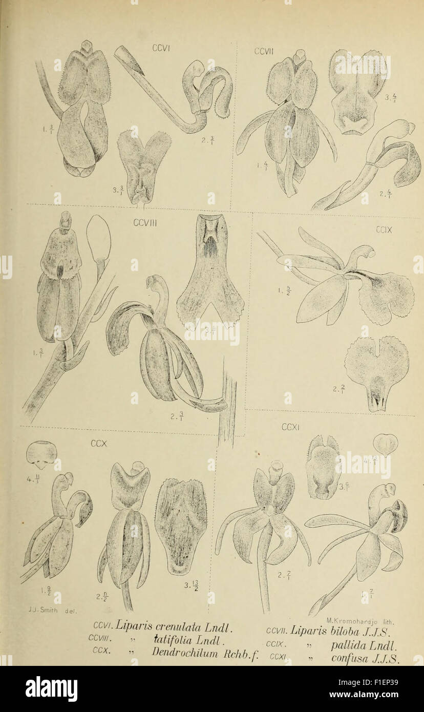 *Die Orchideen von Java* (1905) details the diverse species of orchids ...