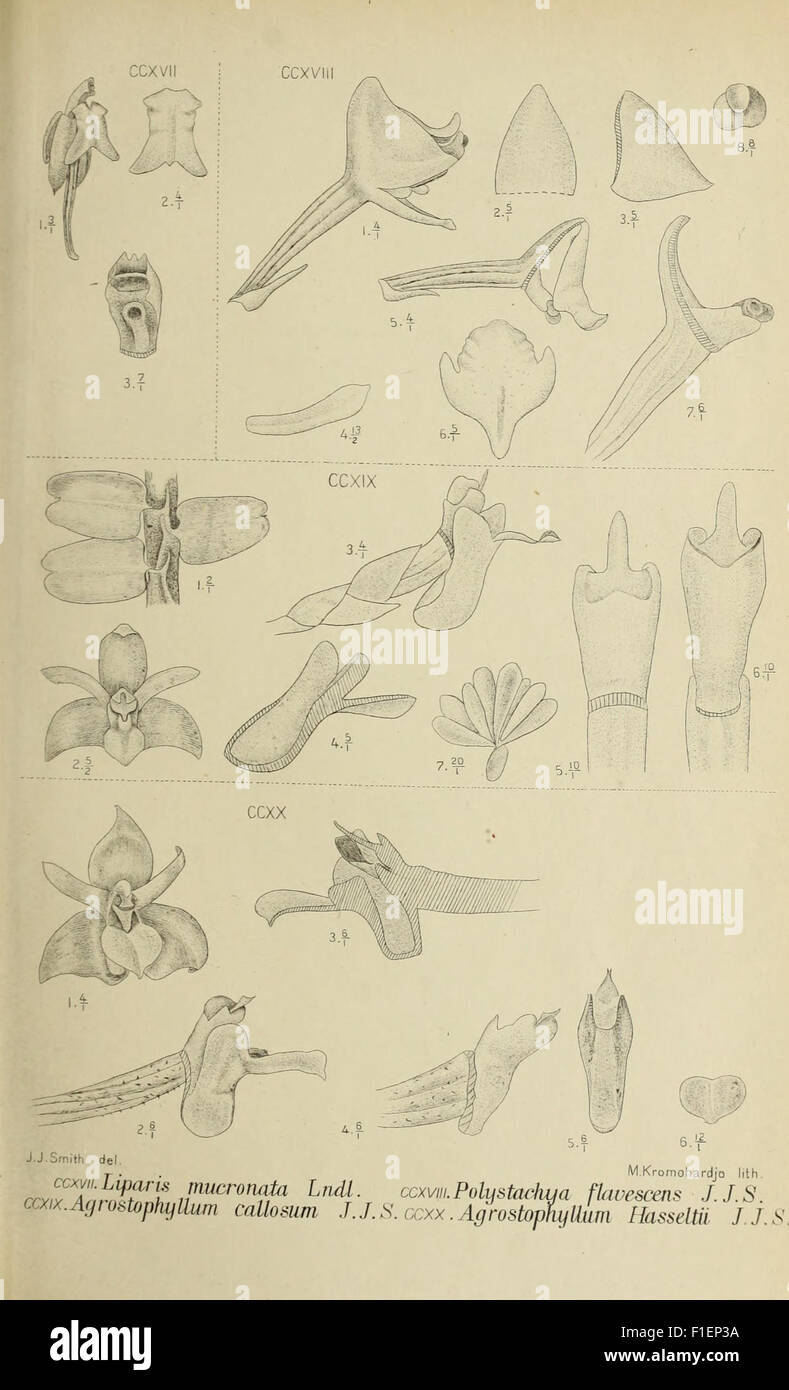 *Die Orchideen von Java* (1905) provides an in-depth study of the ...