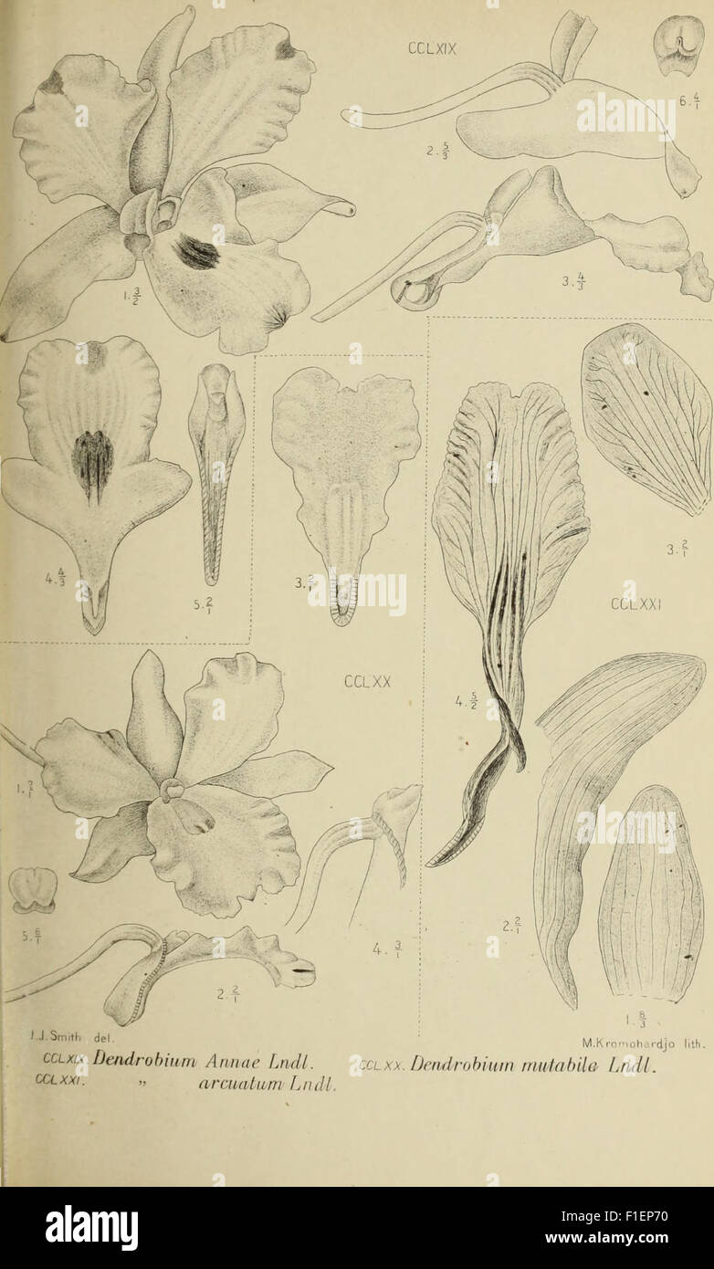 'Die Orchideen von Java' (1905) provides a detailed study of the orchid ...