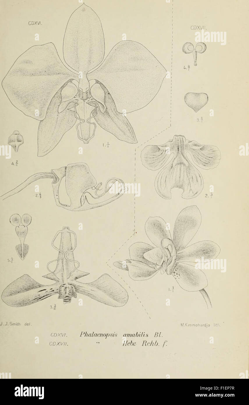 Die orchideen von Java (1905 Stock Photo - Alamy