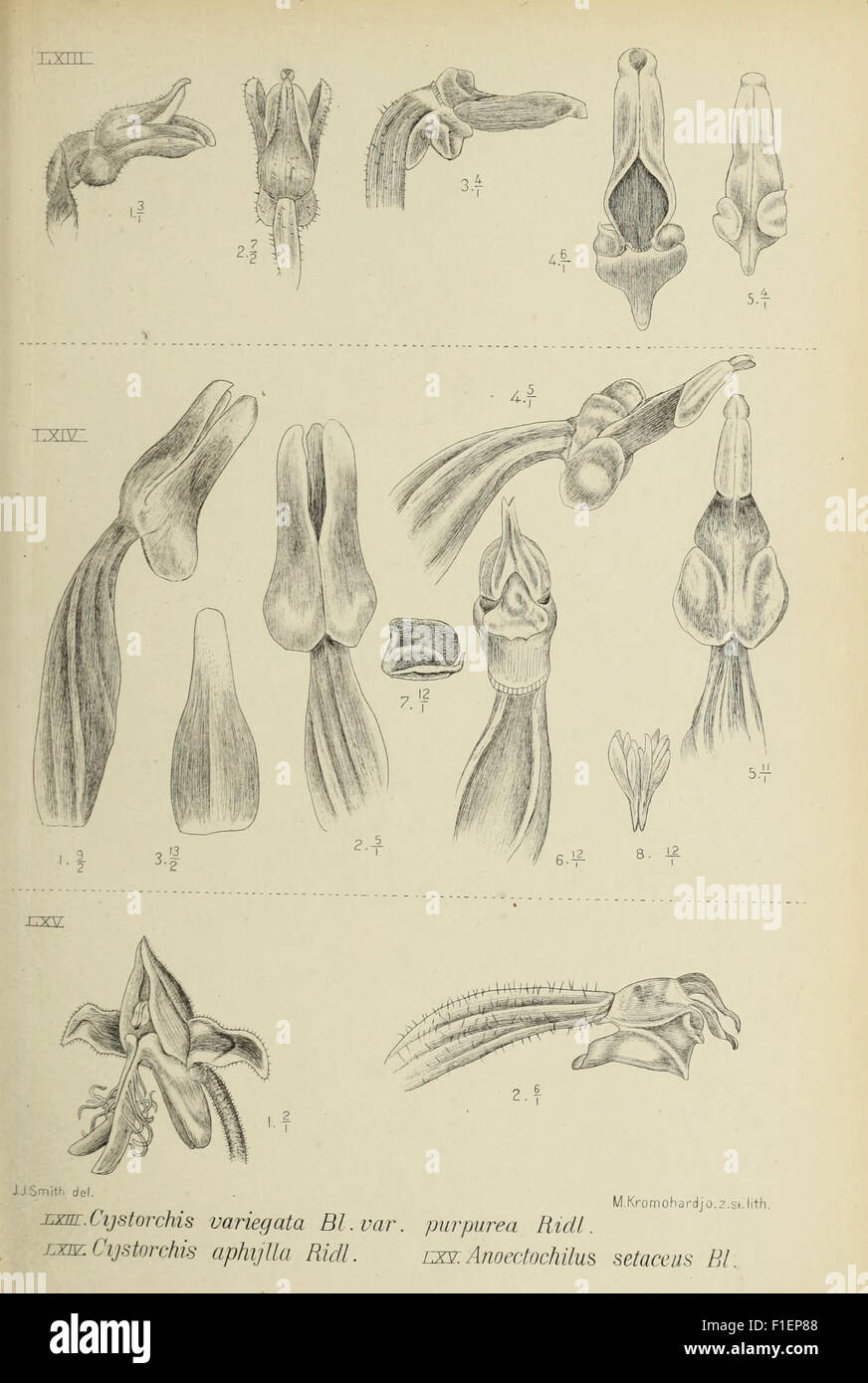 Die orchideen von Java (1905 Stock Photo - Alamy