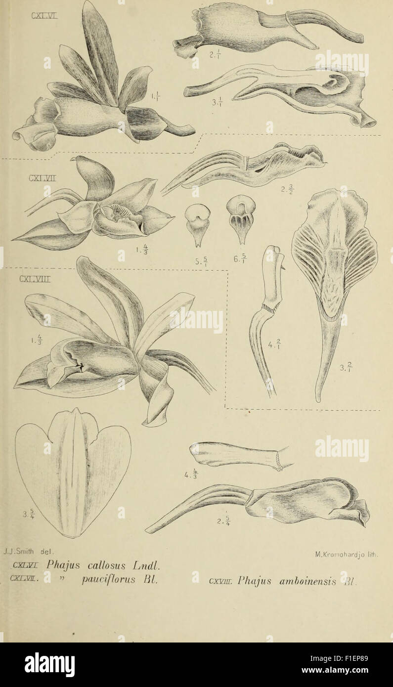 'Die Orchideen von Java' is a 1905 study of the orchid species native ...