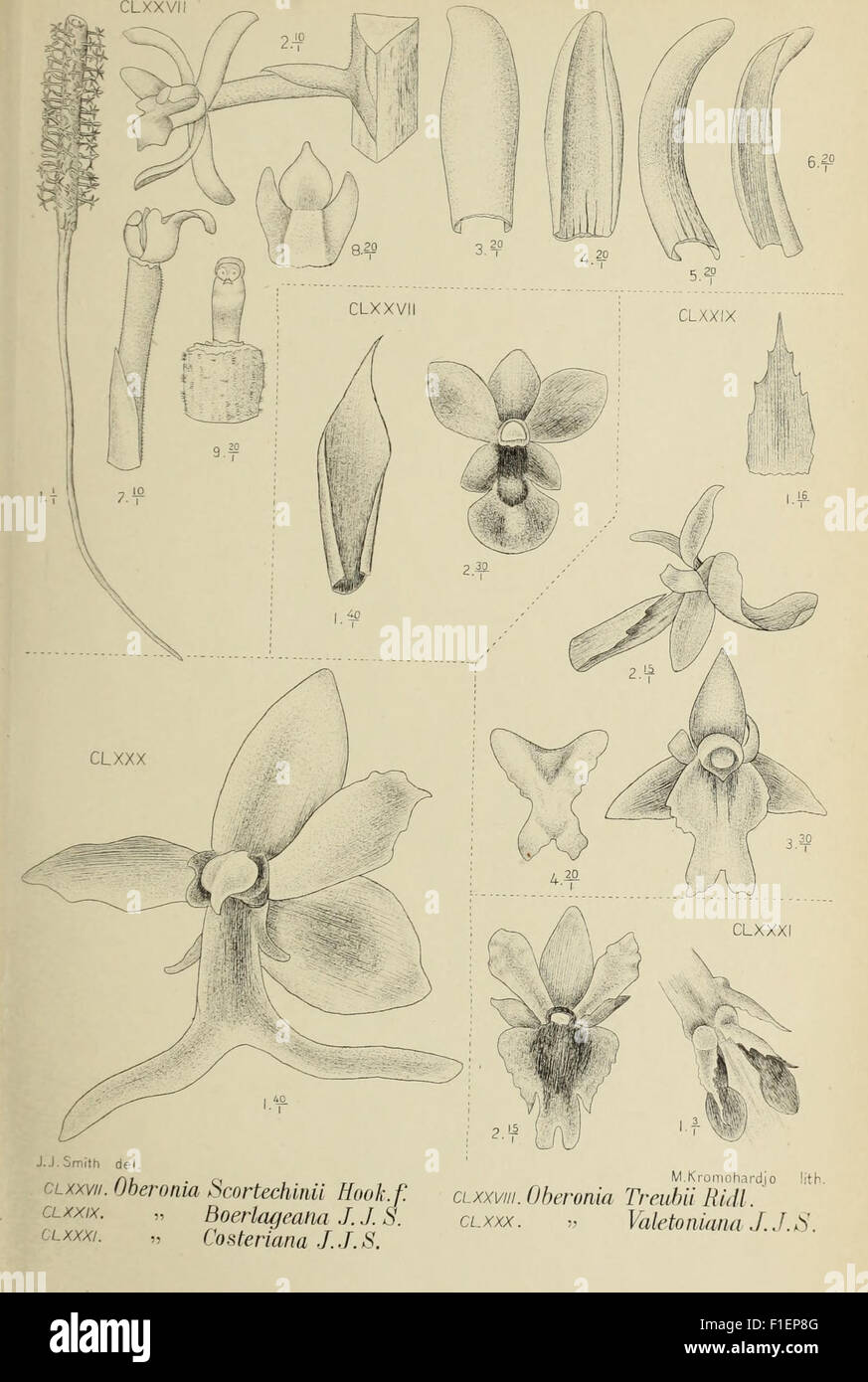 This work from 1905, 'Die Orchideen von Java', features a detailed ...