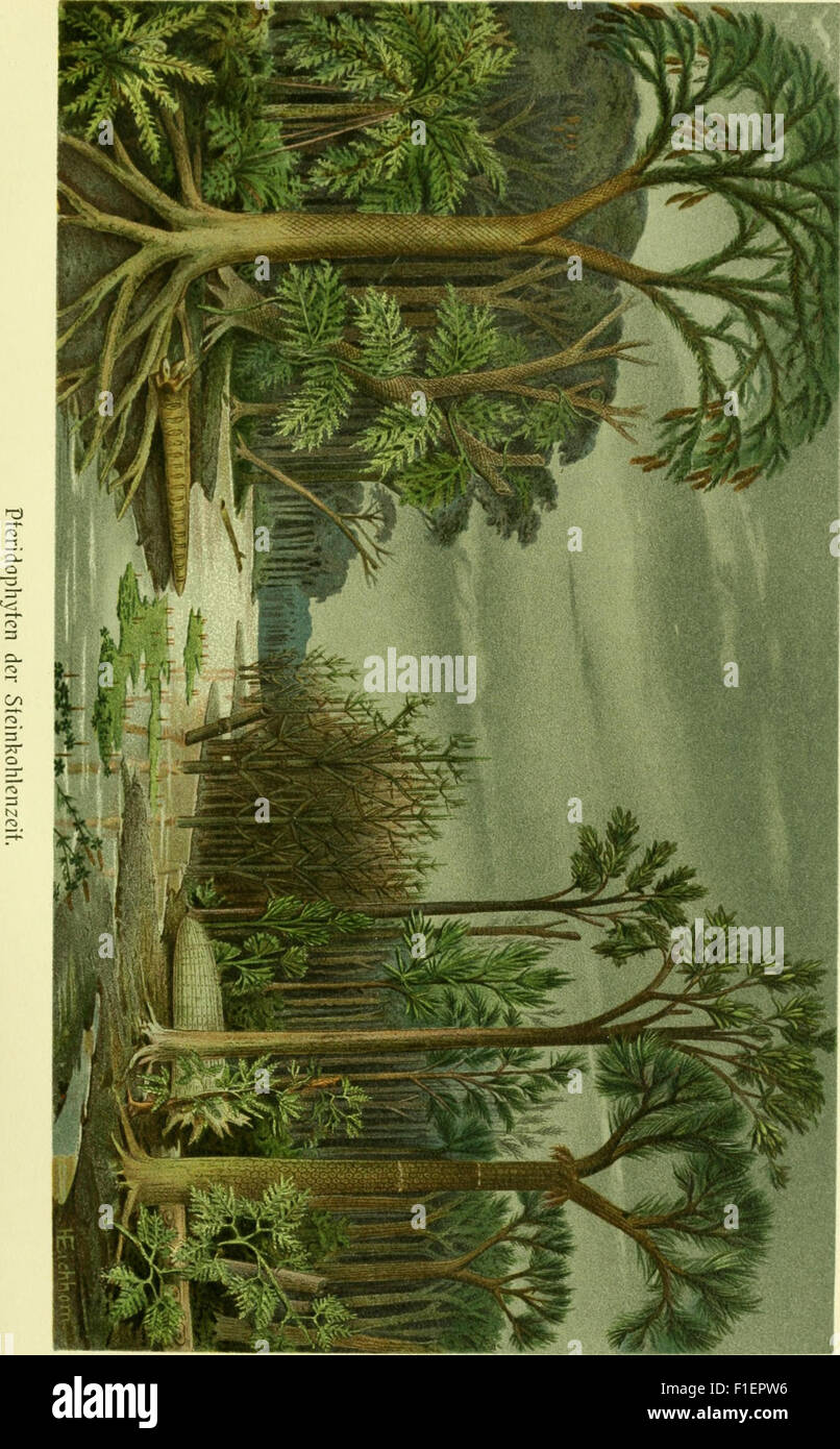 Die Pflanzenwelt (1913 19 Stock Photo Alamy