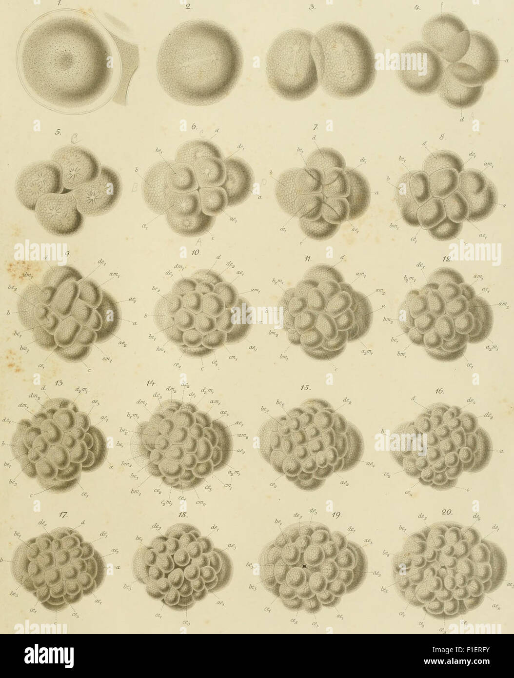 Polyclads Color Polyclads hi-res stock photography and images - Alamy