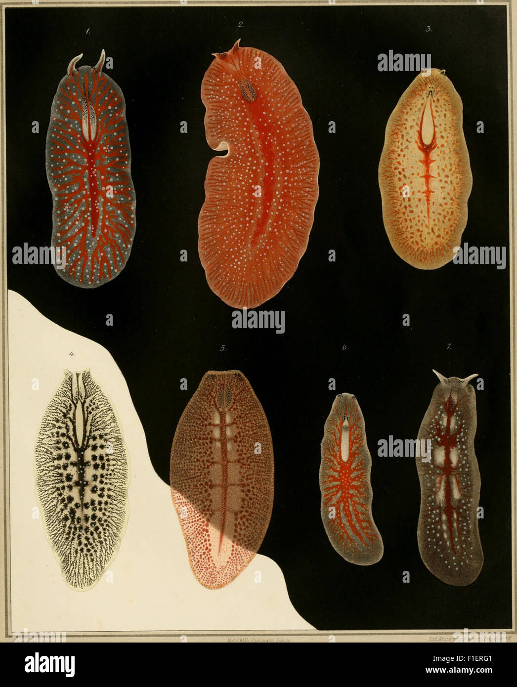 Polyclads Color Polyclads hi-res stock photography and images - Alamy