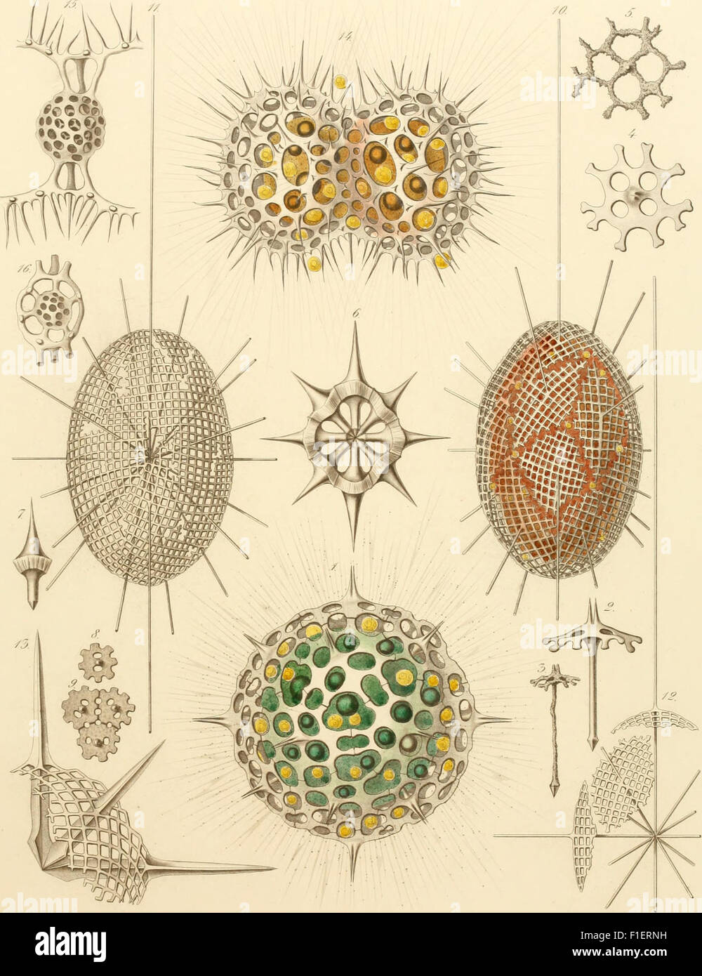 Published in 1862, 'Die Radiolarien' is a monograph on radiolarians ...