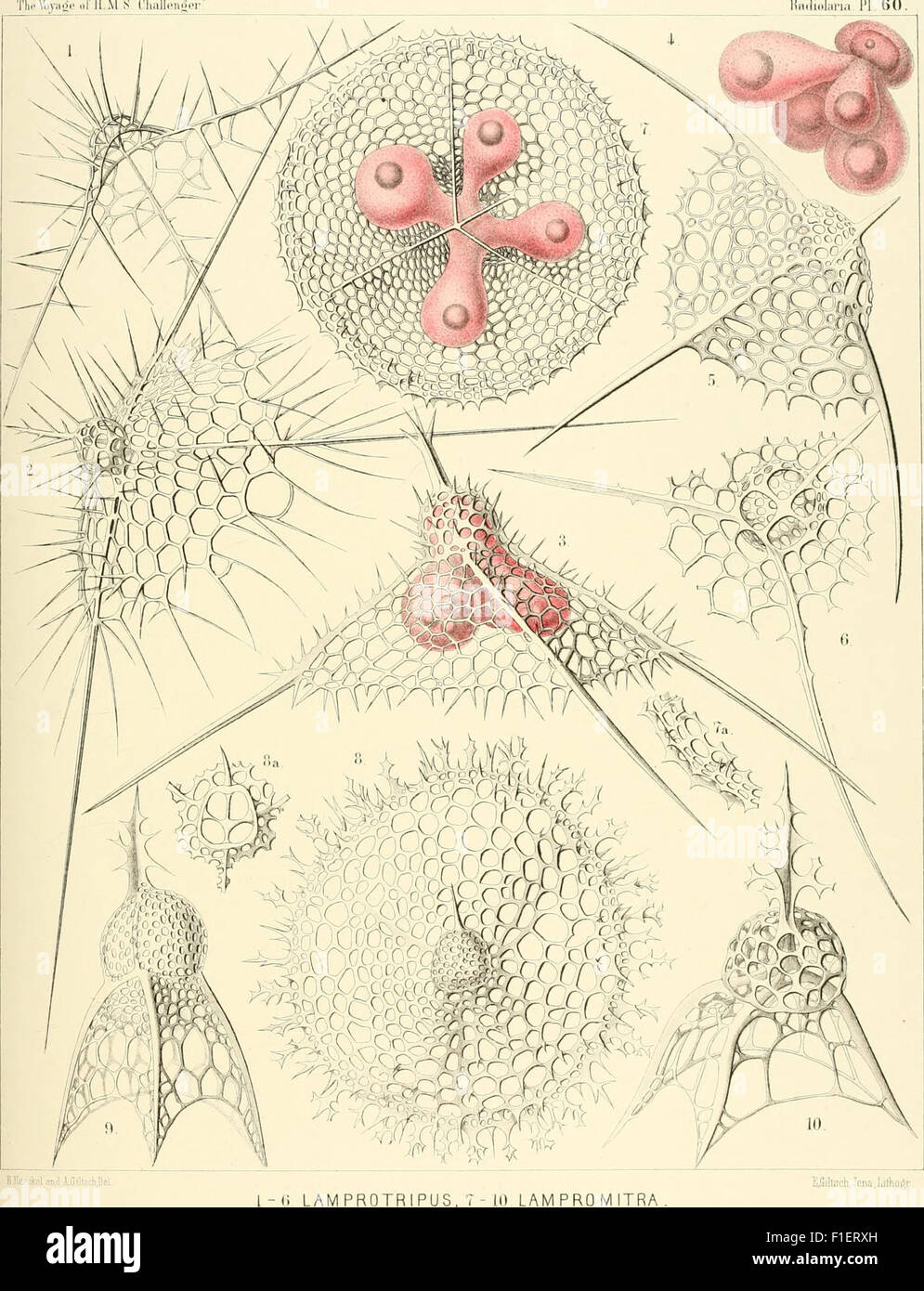 A 1887 monograph on Radiolarians, a group of microscopic marine ...