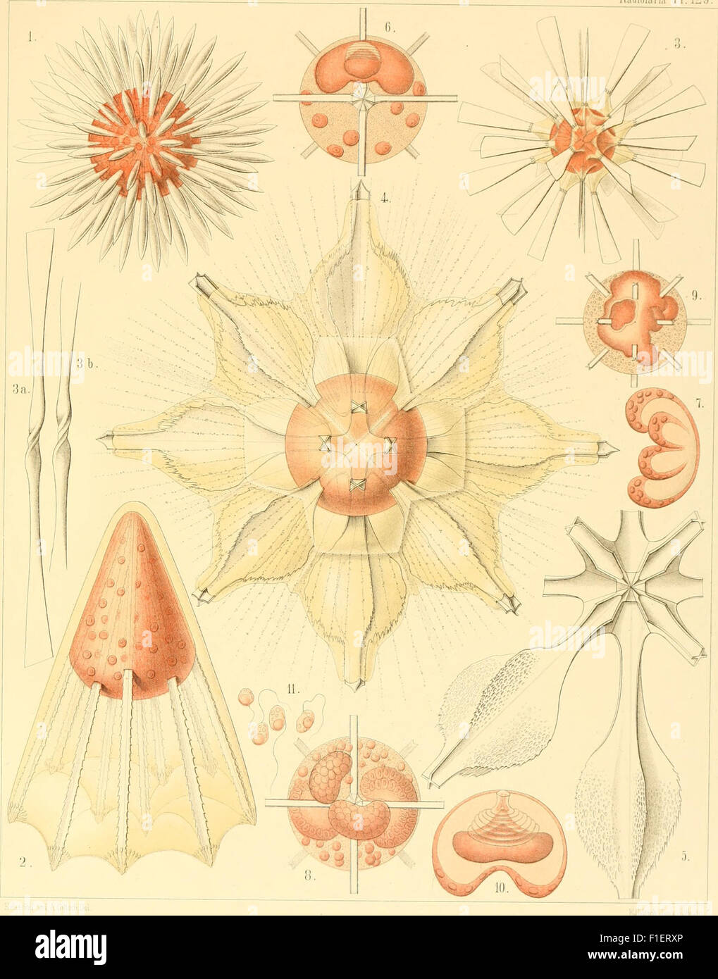 This 1888 monograph focuses on radiolarians (Rhizopoda radiaria ...