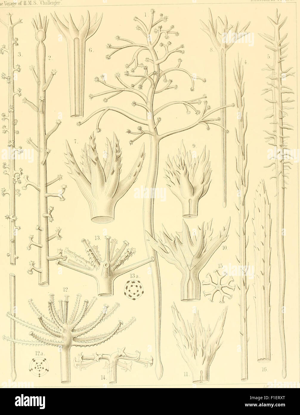 A monograph from 1888 focused on Radiolarians (Rhizopoda radiaria ...