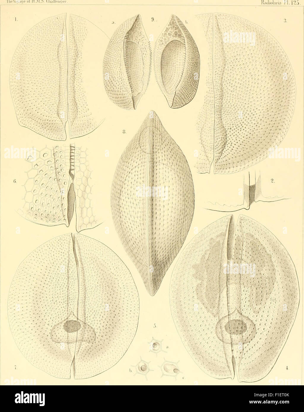 This monograph from 1888 focuses on radiolarians (Rhizopoda radiaria ...