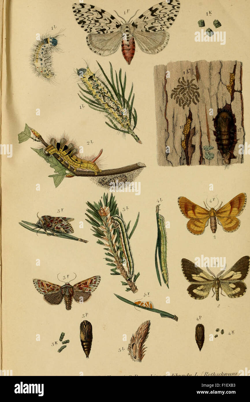Die Waldverderber und ihre Feinde - ein handbuch für Forstmänner, Landwirthe, Gärtner und alle mit Waldbäumen Beschäftigte (1876) Stock Photo