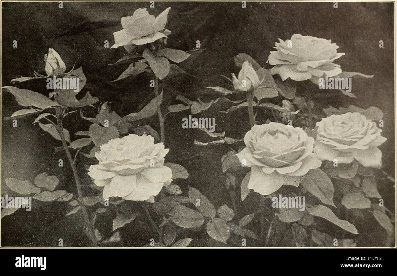 This 1915 guide to rose cultivation by Dingee provides essential ...