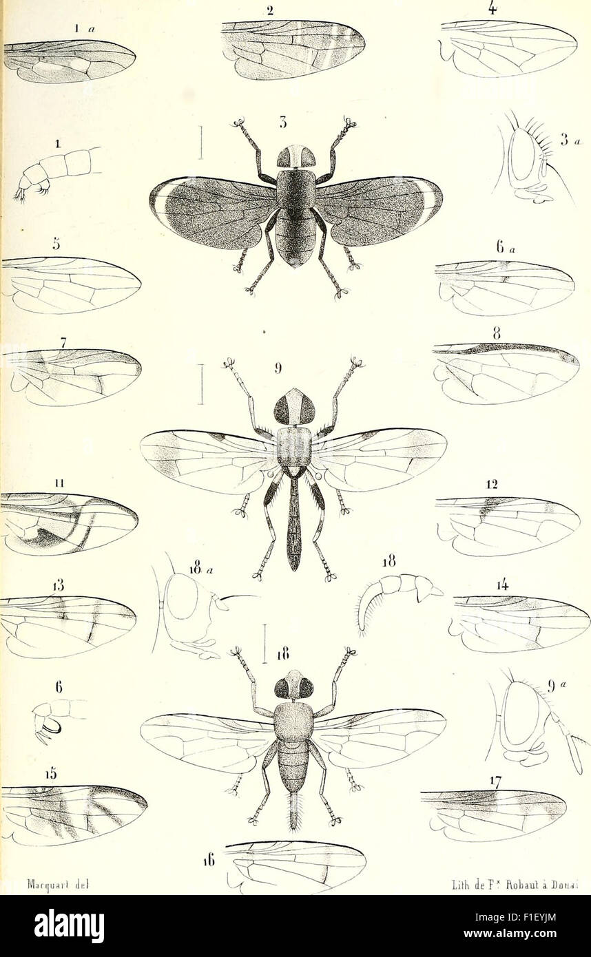 Detailed taxonomy of various fly species hi-res stock photography and ...