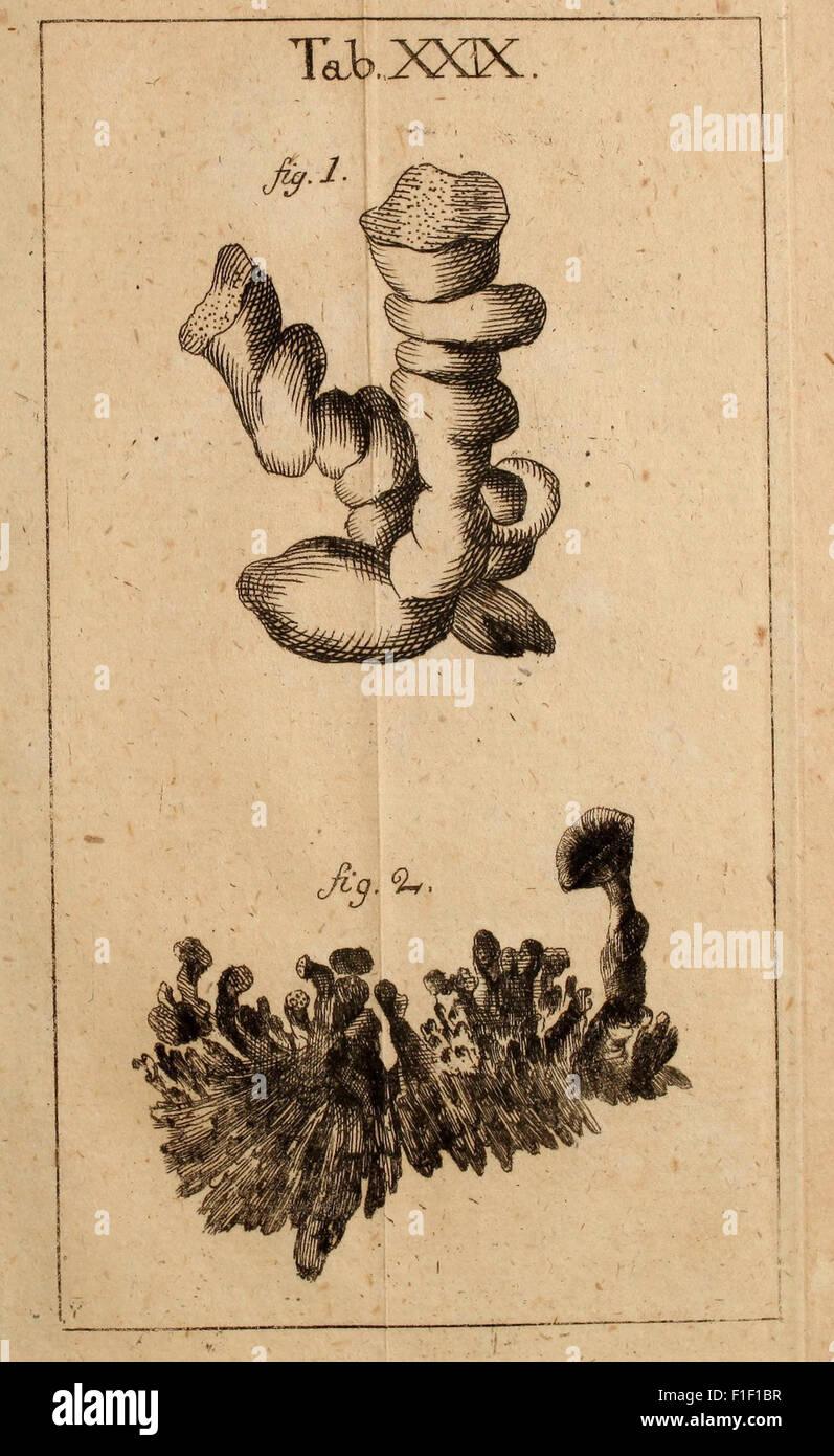 Related fungal anatomy hi-res stock photography and images - Alamy