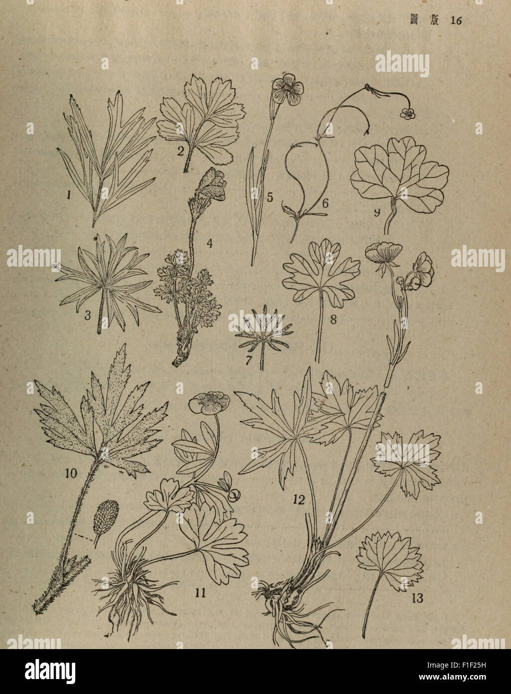 A second reference to the 1959 catalog of northeastern China's plant