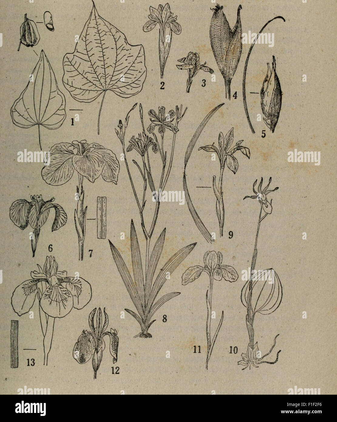 'Dong Bei Zhi Wu Jian Suo Biao' (1959) is a Chinese botanical catalog