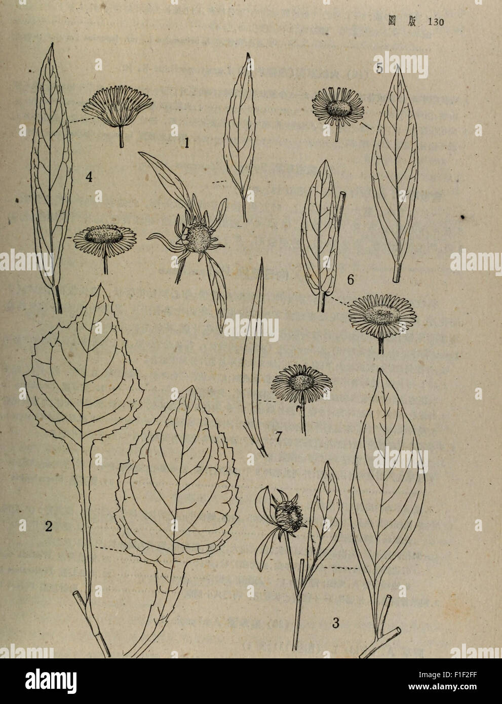 This 1959 publication provides an illustrated catalog of plants from