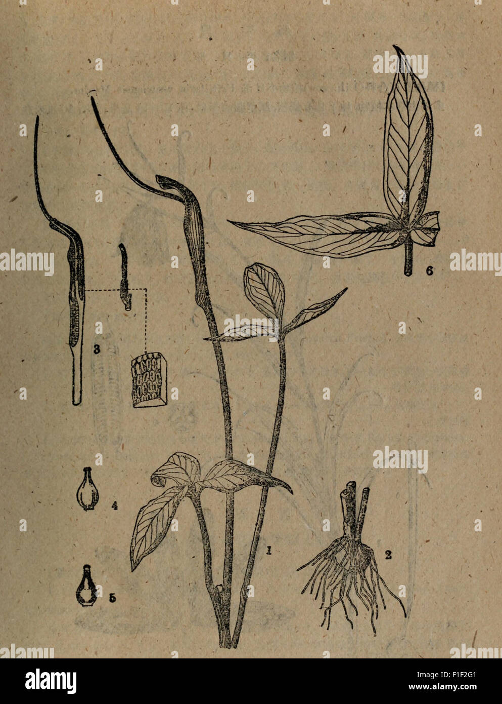 Dong bei zhi wu yao tu zhi (1959 Stock Photo Alamy