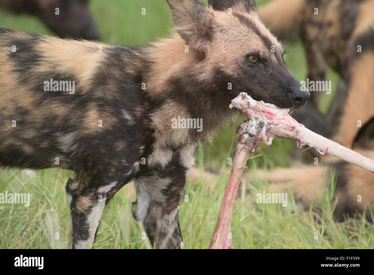 Cape Hunting Dogs feeding Stock Photo Alamy