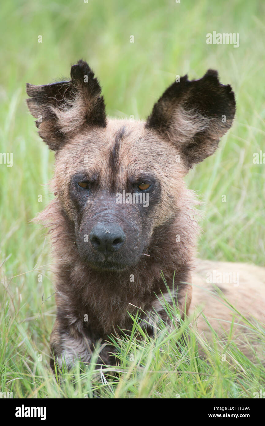 Cape Hunting Dogs feeding Stock Photo Alamy