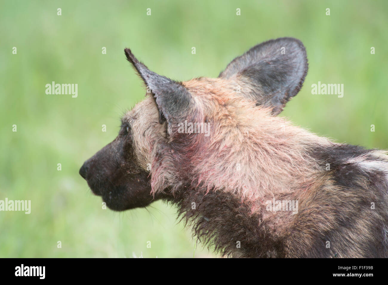 Cape Hunting Dogs feeding Stock Photo Alamy