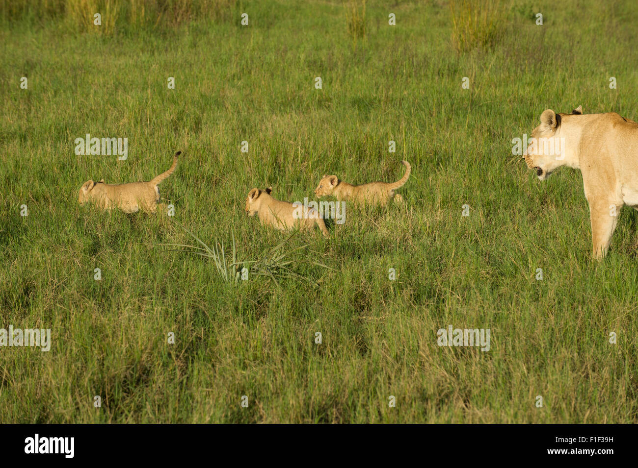 Lioness (Panthera leo) and three young cubs walking on grass Stock ...