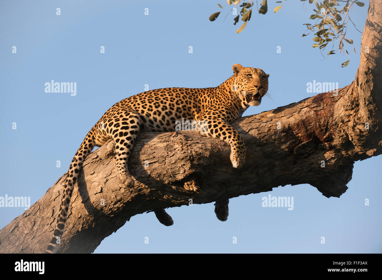 Female african leopard lying in tree Stock Photo - Alamy