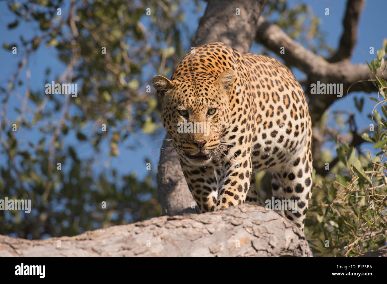 African male Leopard Panthera Pardus standing in tree, Stock Photo