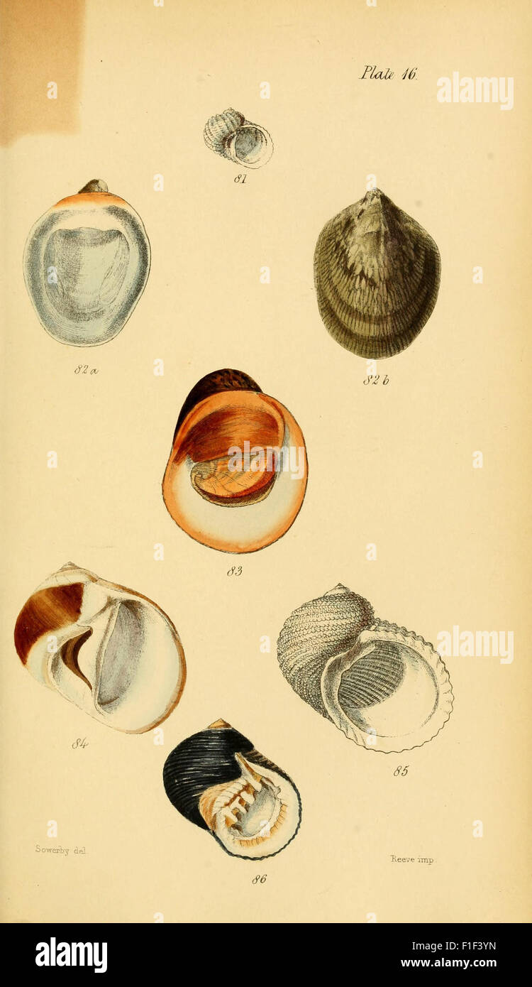 This work on conchology focuses on the classification and study of ...
