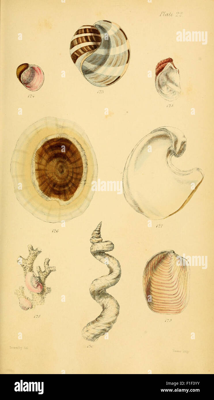 The 'Elements of Conchology' presents detailed classifications of ...