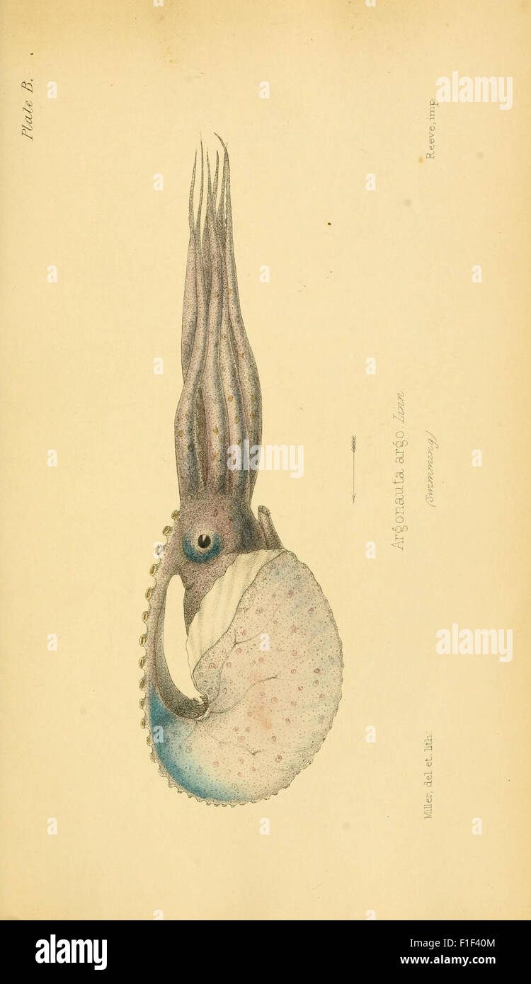 *Elements of Conchology* is a work detailing the classification of ...