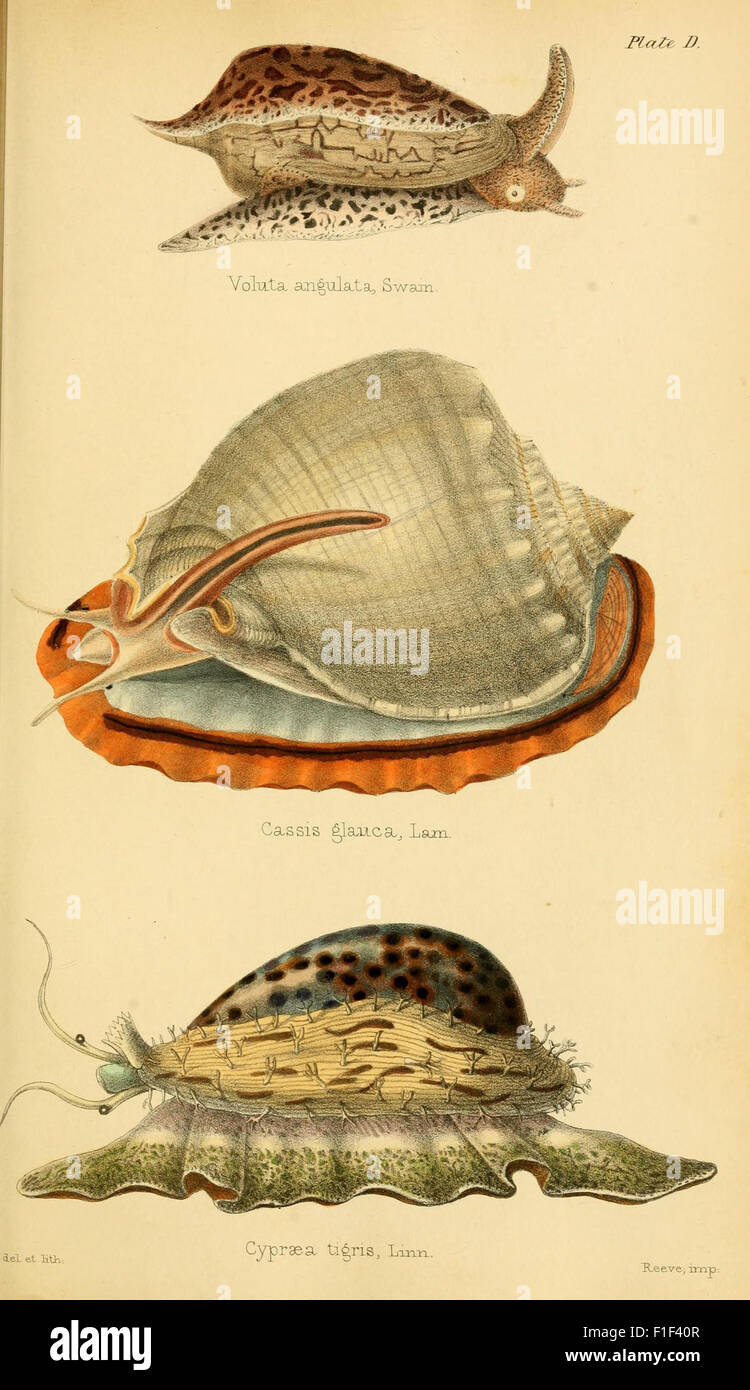 This work on conchology presents the classification of mollusks ...