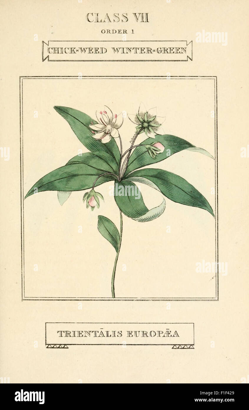 This book outlines the fundamental concepts of botany, focusing on ...