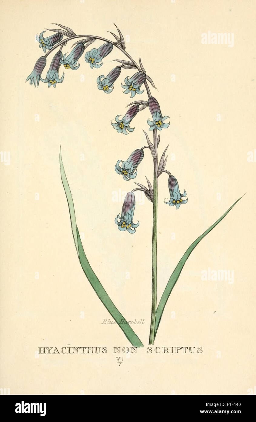 *Elements of the Science of Botany* provides a systematic introduction ...