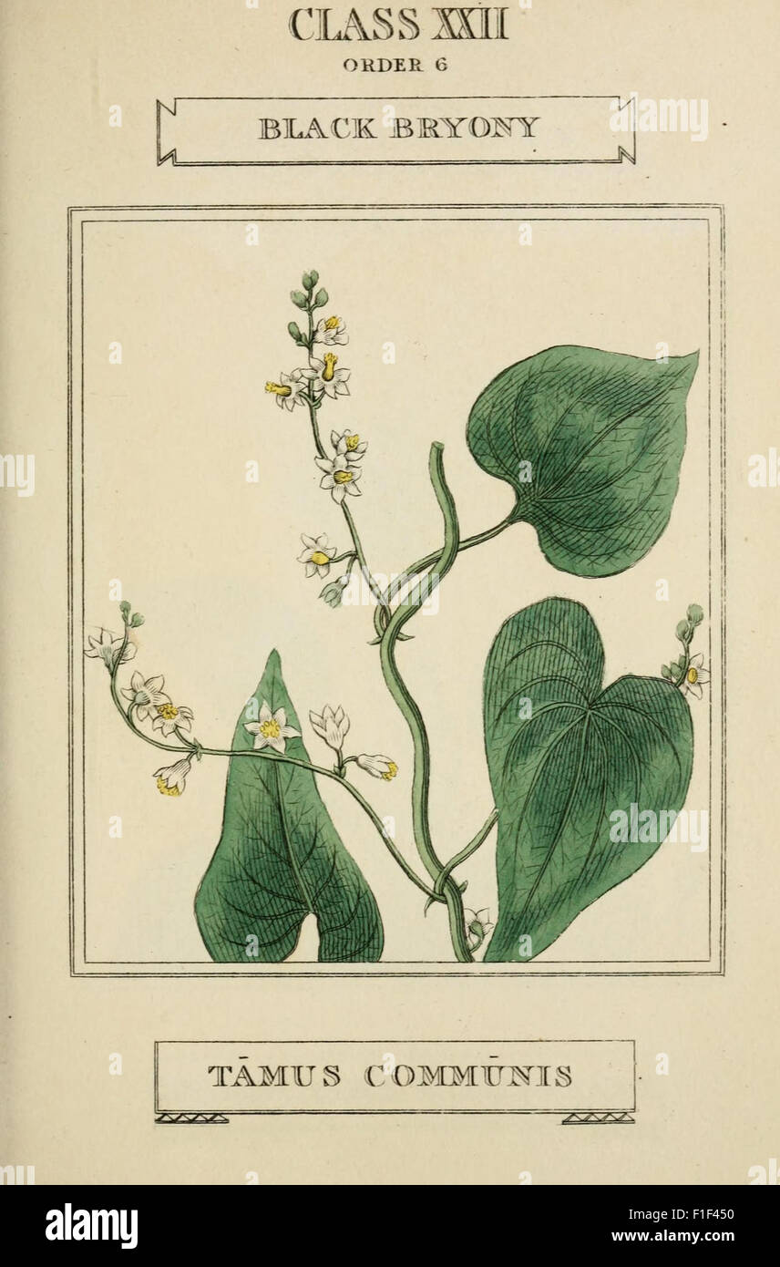 'Elements of the Science of Botany' serves as an introduction to plant ...