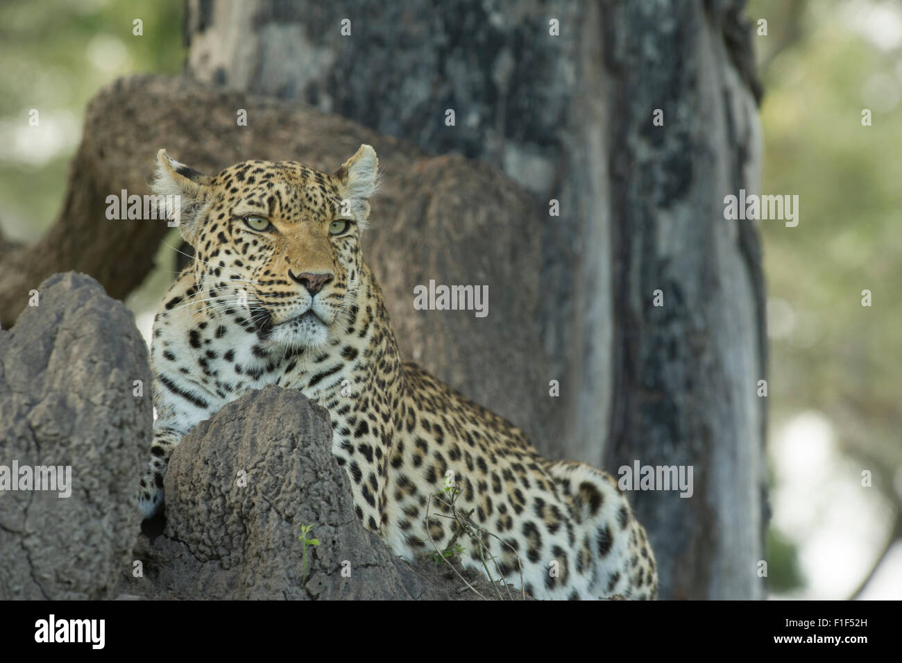 Female leopard (Panthera pardus) sitting in tree Stock Photo - Alamy