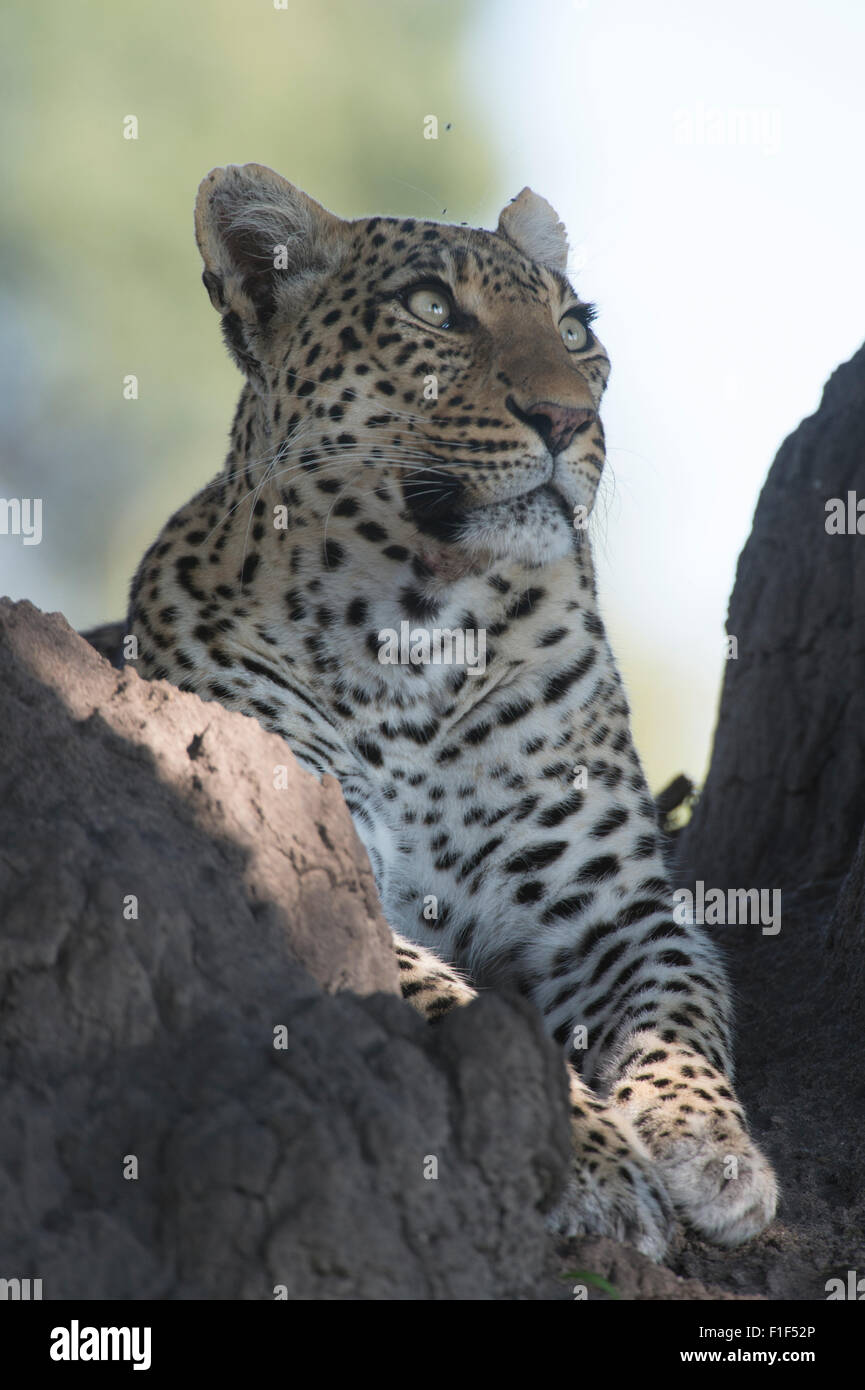 Female african leopard sitting in tree Stock Photo - Alamy