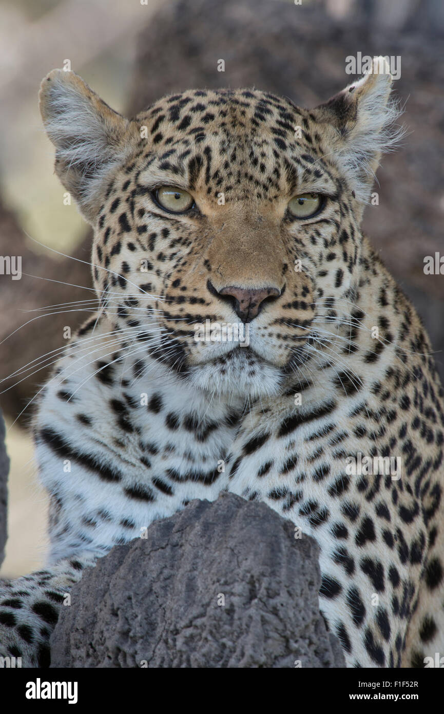 Female african leopard sitting in tree Stock Photo - Alamy