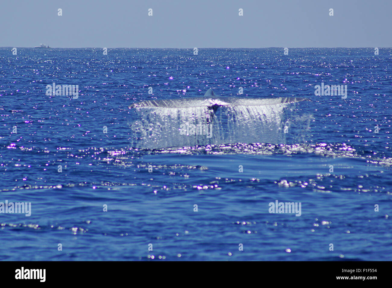 Blue whale tail in Pacific Ocean off California coast Stock Photo - Alamy