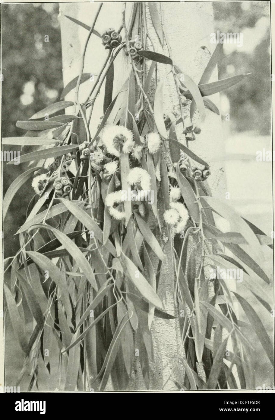 Eucalyptus amygdalina from 'Eucalypts cultivated in the United States'; (1902) Stock Photo