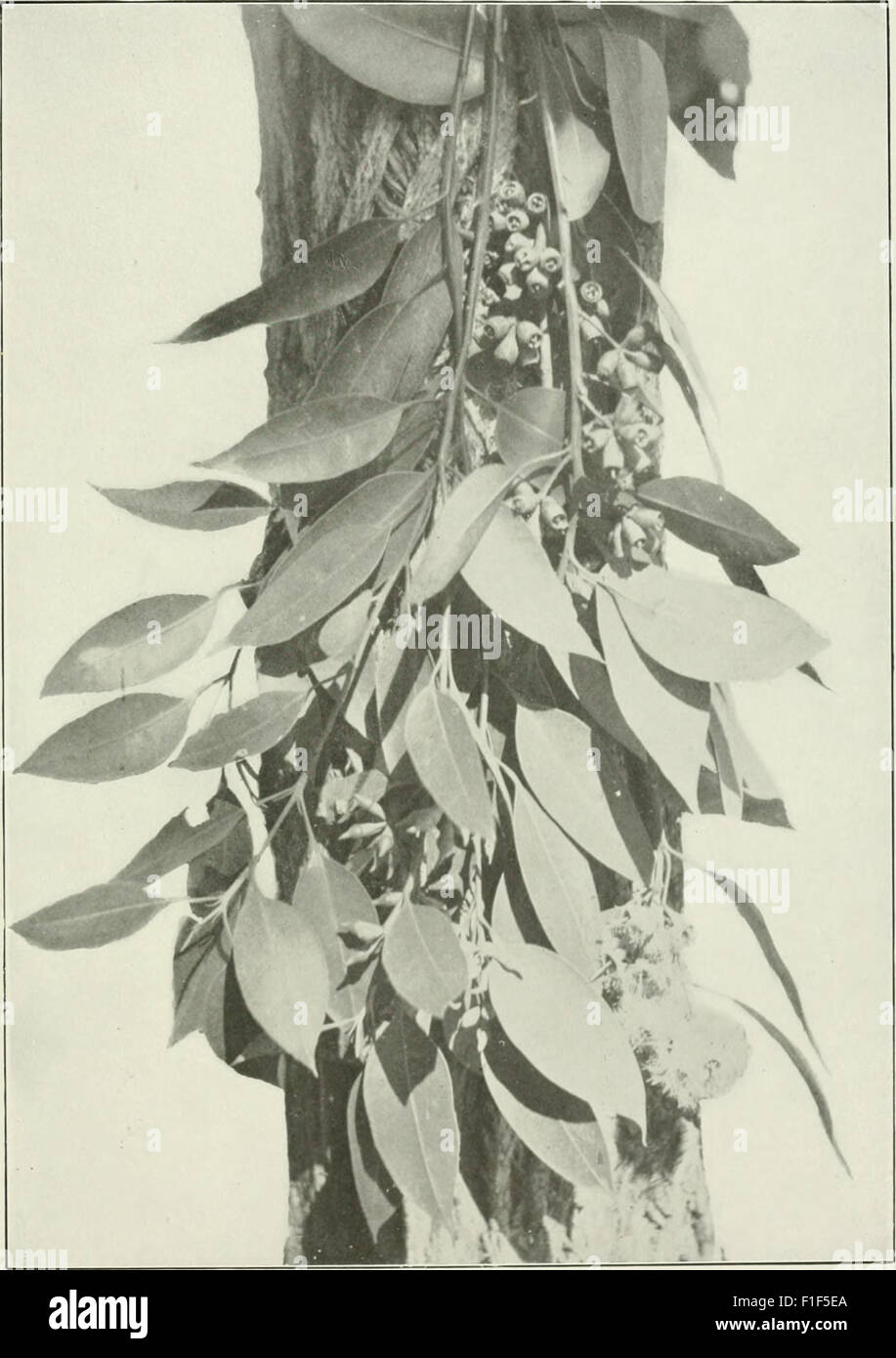 Eucalyptus Eucalyptus robusta in 'Eucalypts cultivated in the United States' (1902) Stock Photo