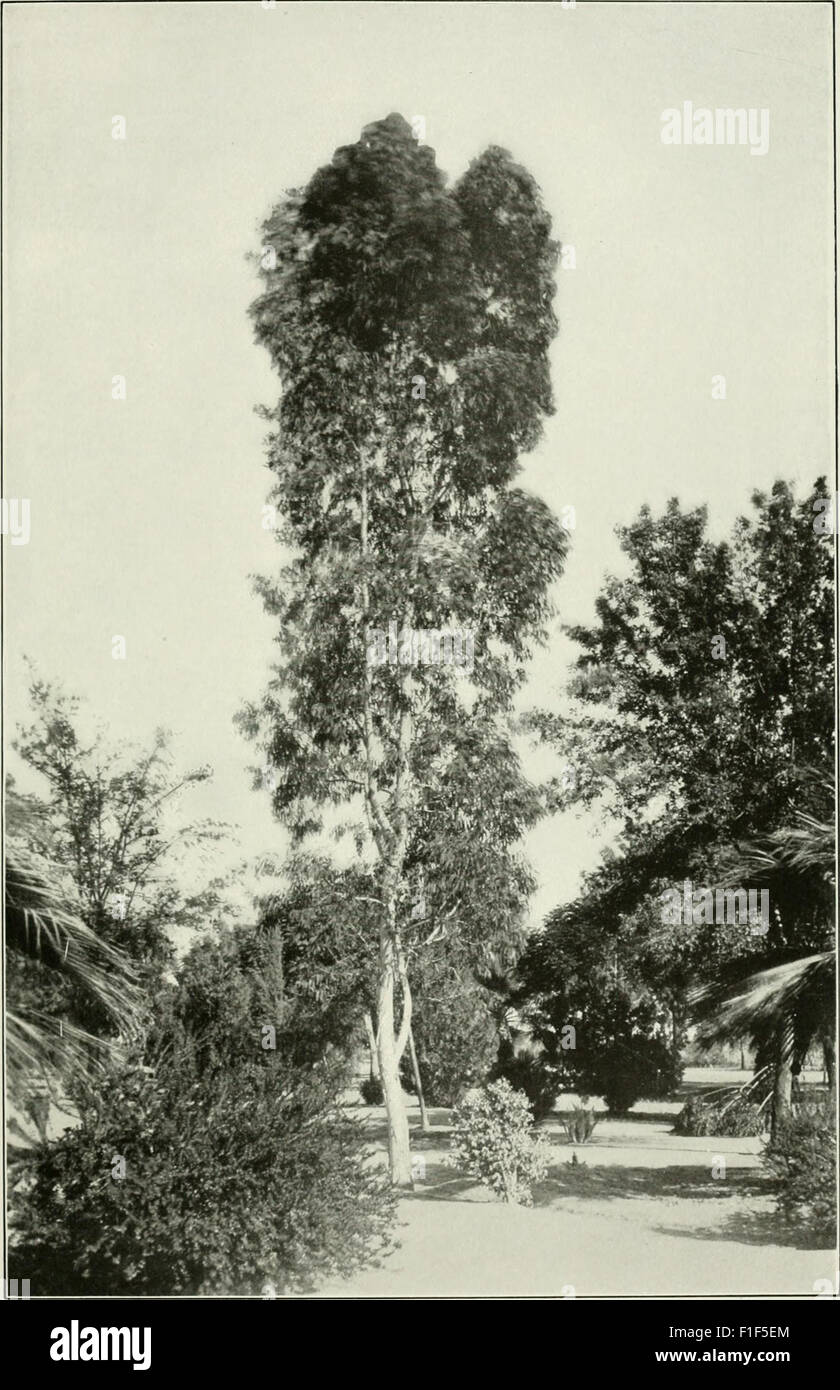 Eucalyptus leucoxylon from 'Eucalypts cultivated in the United States' (1902) Stock Photo