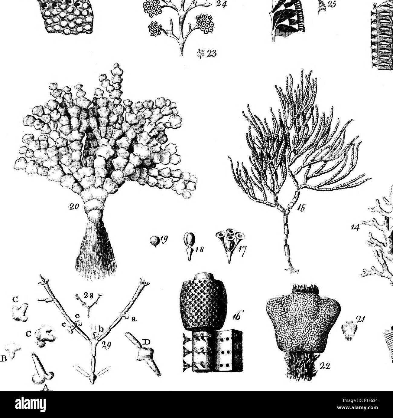 Zoophytes Black and White Stock Photos & Images - Alamy