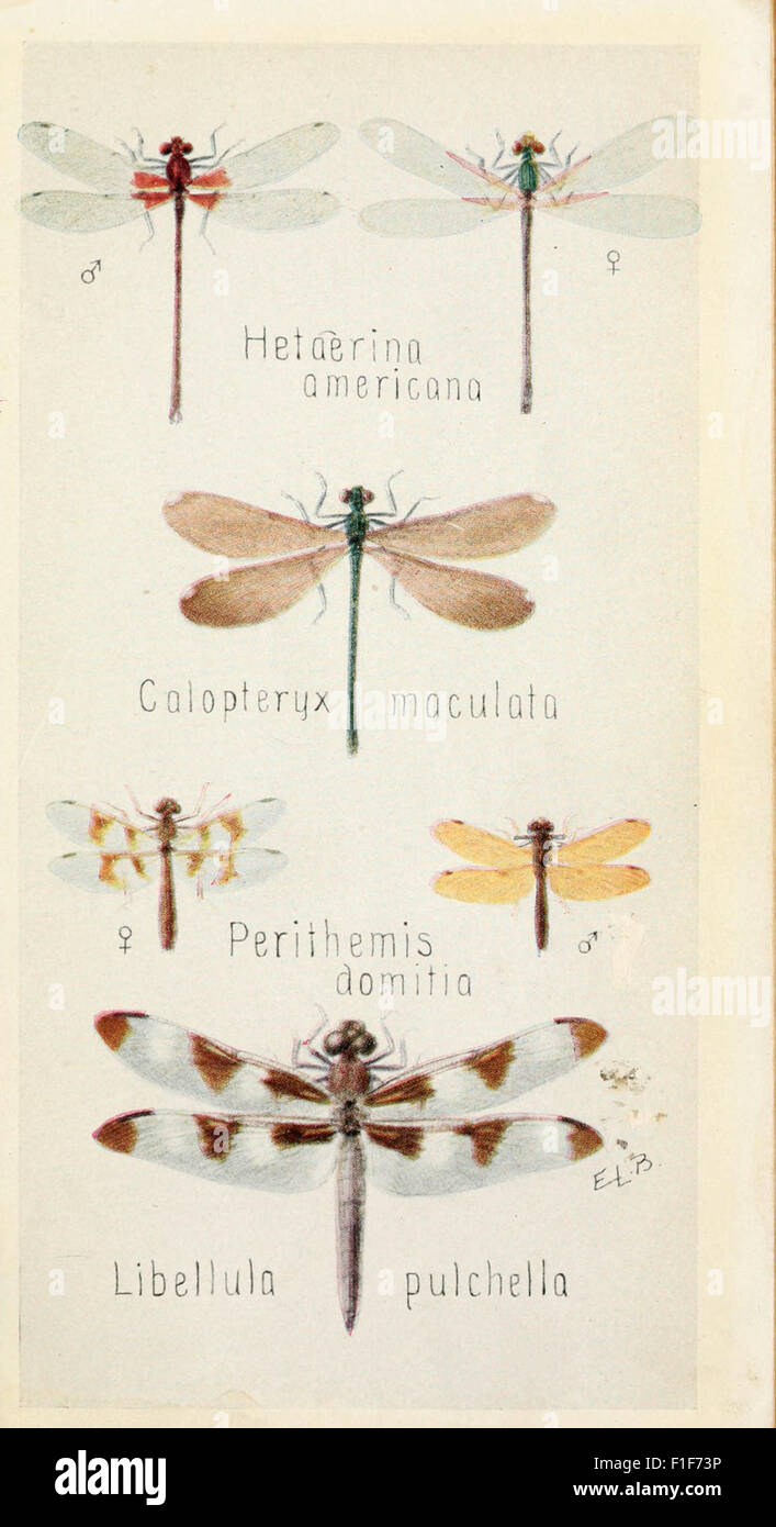 'Field Book of Insects' is a comprehensive guide to insect species ...
