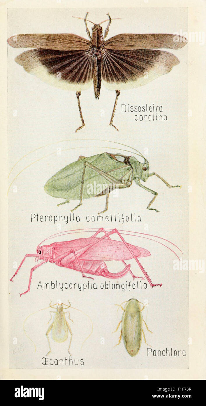 *Field Book of Insects* is a comprehensive guide to the identification ...